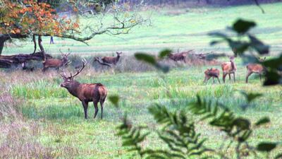 A red deer stag stands guard during the rut in Killarney. Courtesy Stephen Starr