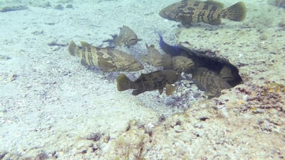 Hammour. Courtesy Abu Dhabi Marine Conservation Group