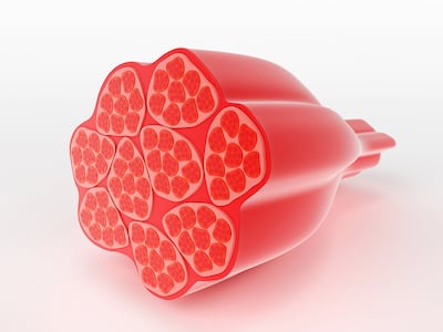 A close-up of human muscle cells, the focus of the study. Getty Images