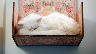 Always be mindful of your pet's behaviour when bringing them outdoors. EPA