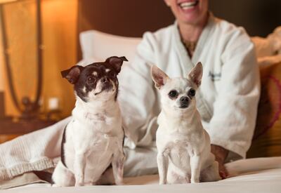 Jumeirah Zabeel Saray is now a pet-friendly property. Photo: Jumeirah Hotels