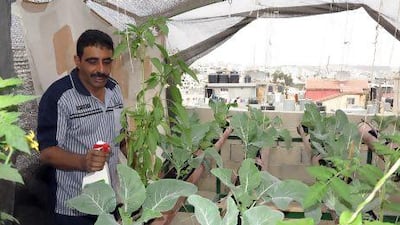 Khader Najjar waters his vegetables in his rooftop greenhouse on the roof of his four-storey building in the Dheisheh refugee camp. The vegetables help feed his and his brother’s families.