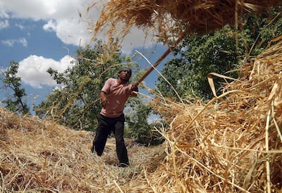 A Syrian farmer harvests wheat as Assad Regime Forces' airstrikes continued for three years at Eastern Ghouta in Damascus, Syria. Getty Images