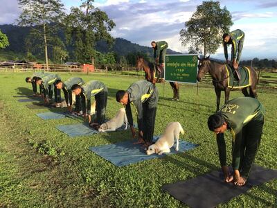 Indo-Tibetan Border Police's dog and horse yoga. Photo: Twitter/ITBP_official
