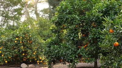 Fruit trees in the garden