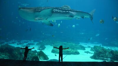 The Georgia Aquarium, Atlanta. Photo by Rosemary Behan