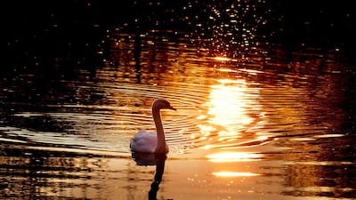 A swan glides over the small Nidda river in Frankfurt, Germany. AP Photo