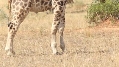 A dwarf giraffe named Gimli is seen at the Murchison Falls National Park, Uganda, in 2017. Reuters