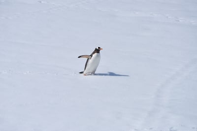 Penguin Island is one of the smallest South Shetland Islands, named for its flightless birds. Photo: Unsplash / Henrique Setim