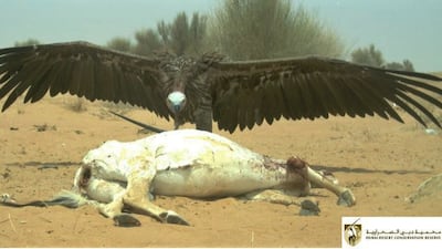A lappet-faced vulture stands over the carcass of an Arabian oryx. The bird has a wingspan of almost three metres. Photo: DDCR