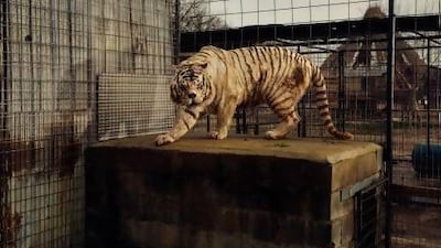 White Tiger (Kenny), Selective Inbreeding, Turpentine Creek Wildlife Refuge and Foundation, Eureka Springs, Arkansas. © Taryn Simon. Courtesy Gagosian Gallery