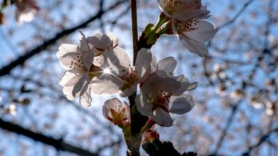 Blossoms are seen at the Franklin Delano Roosevelt Memorial. AP