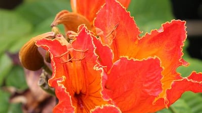 An African tulip tree's flower. Courtesy Sai Sanctuary
