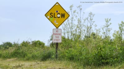Life in the slow lane. A snapping turtle crosses the road in Massachusetts. Lisa Vanderhoop / The Comedy Wildlife Photography Awards 2019