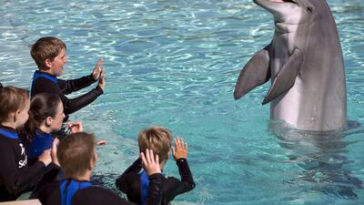 Thousands of animal lovers have protested against SeaWorld’s plans for region. Mike Blake / Reuters