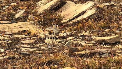 Naomi's teddy bear sits on a rock near Hidden Lake.