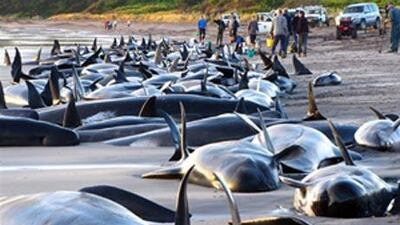 Nearly 200 whales and several dolphins which have beached themselves on King Island off southern Australia.