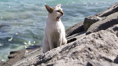 Readers continue to express their frustration over mistreatment of animals. Christopher Pike / The National