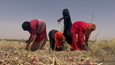 Sudanese farmers harvest onions in Omdurman, part of Sudan's greater capital region, along with Khartoum and Bahri, and currently under the national army's control. Reuters