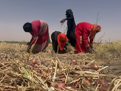 Sudanese farmers harvest onions in southern Omdurman. Reuters