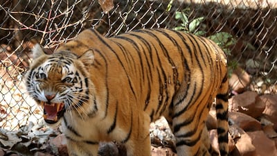 A Royal Bengal tiger inside its enclosure at the Van Vihar National Park in Bhopal, India. EPA