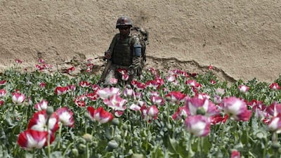 An Afghan army soldier walks through a poppy field during a joint mission with US Army soldiers from Charlie troop 4-73 Cavalry Regiment, 4th Brigade, 82nd Airborne Division in the Maiwand district in Kandahar province, southern Afghanistan in April 7, 2012. Baz Ratner / Reuters