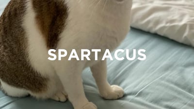 Spartacus, 7, male. He is a very calm, quiet and gentle soul. He enjoys cuddles and will take a belly rub over food most days. Only-cat household, with children