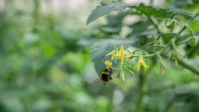 Hives of a species of bumblebee more resilient to humid conditions facilitate pollination in the close greenhouses. Courtesy The Farmhouse