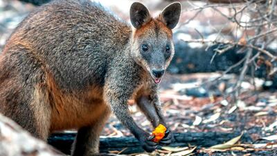 A wallabie eating a carrot dropped by the NSW National Parks and Wildlife services over the bushfire affected areas along the South Coast for wallabies. AFP