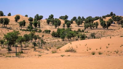 With its rolling dunes, abundant wildlife and thriving vegetation, the Dubai Desert Conservation Reserve is an oasis of nature a short drive from the city.