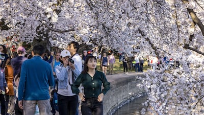 The National Park Service announced via Twitter that the cherry blossoms have reached peak bloom and that after two years of going virtual due to the pandemic, this year's National Cherry Blossom Festival is in person. AFP