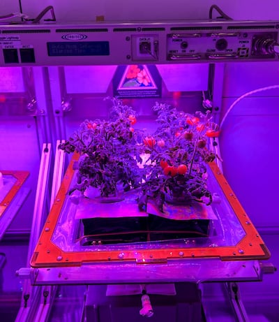 A preflight view of a ‘Red Robin’ dwarf tomato plant growing at the Kennedy Space Centre. Photo: Nasa