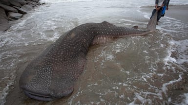 A whale shark found dead in Salido, West Sumatra. All commercial international trade in whale sharks has been banned. AFP