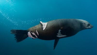 Nicolas Remy from Australia won a gold in the Nature Photojournalism category. He took a picture of an Australian fur seal in Port Kembla, NSW, Australia
