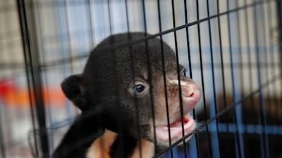 A bear looks from inside a cage after Thai police arrested a UAE citizen at Suvarnabhumi airport in Bangkok with various rare and endangered animals in his suitcases. Damir Sagolj