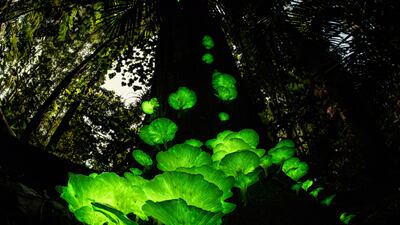 'Mushroom Magic' by Juergen Freund (Germany / Australia). Category: Highly commended, Plants and Fungi. Photo: Natural History Museum