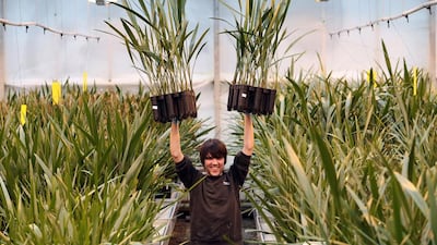 Greenhouse worker Martin Chinnock holds up two pots of date palm plants being grown in the giant greenhouse at Date Palm Developments near Glastonbury, United KIngdom. Stephen Lock for the National