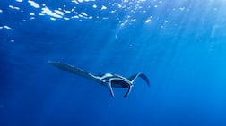 Manta rays are listed as a vulnerable species, and the UK's Manta Trust is working to protect them. Photo: Four Seasons