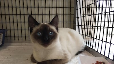 A cat rescued from the fire is safe in the Oroville shelter, south of Paradise, California. AFP