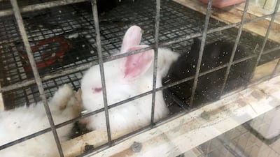 Caged rabbits for sale at the Sharjah Birds and Animals market. Chris Whiteoak / The National