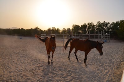 Stay at Al Wathba ranch, Abu Dhabi, to reconnect with nature. Courtesy Airbnb