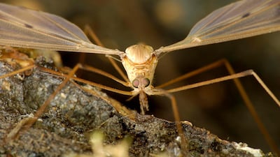 Mosquito bites typically cause itching, redness, bumps and, in severe cases, an allergic reaction.