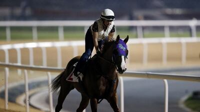 California Chrome is shown on the track of Meydan racecourse during preparations for the 2015 Dubai World Cup 2015 in Dubai, United Arab Emirates. EPA/ALI HAIDER