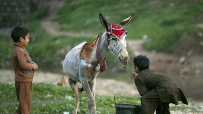 A boy who was displaced with his family from a Pakistani tribal area where security forces are fighting against militants, drags his donkey to drink water, in a slum of Islamabad, Pakistan. B.K. Bangash / AP Photo