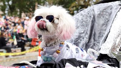 ZZ, a maltipoo, enjoys a treat dressed as a space tourist