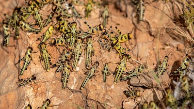 Young desert locusts that have not yet grown wings crowd together on a rock in the desert in the semi-autonomous Puntland region of Somalia. AP