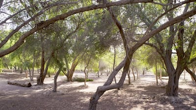 Abu Dhabi Municipality plans to develop the area around Sharia Park in Al Rahba. Christopher Pike / The National