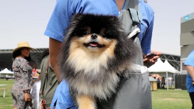 One of the dogs at the Abu Dhabi Pet Festival held at du Arena on Yas Island in Abu Dhabi, UAE, on April 13, 2018. Pawan Singh / The National