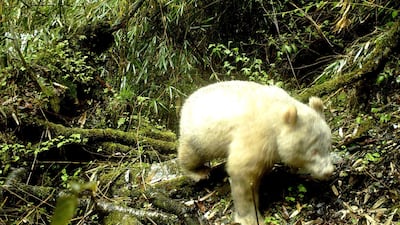 This all-white giant panda was captured on camera at Wolong National Nature Reserve in Sichuan province, China. EPA