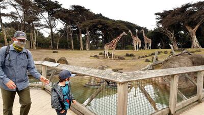 A father and son walk past a tower of giraffes during the reopening of the San Francisco Zoo & Gardens, after nearly a four month closure due to Covid-19, in San Francisco, California, US, 13 July John G Mabanglo/ EPA/
